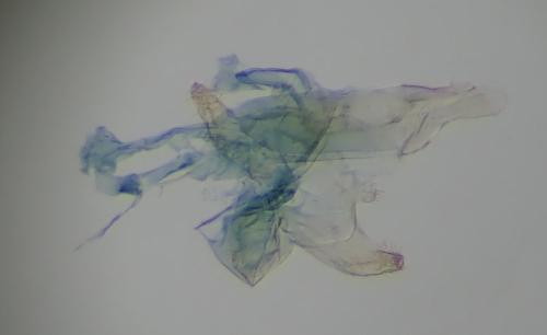 Oxypteryx superbella